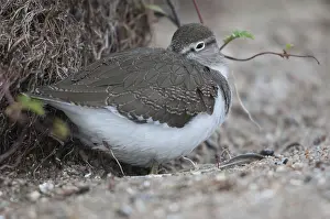 Drucke von Actitis hypoleucos, Sandschreckenflügel, Schnepfenvögel, Charadriiformes, Limikolen, Schnepfenvögel, Scolopacidae, Vögel,Wasserläufer ,Wasserläufer Verwandte Bilder Drucke: Actitis hypoleucos, Gemeiner Strandläufer
