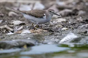 Drucke von Actitis hypoleucos, Sandschreckenralle, Rallen, Charadriiformes, Limikolen, Schnepfenvögel, Scolopacidae, Vögel,Wanderfedern,Wanderfedern Verwandte Bilder Drucke: Actitis hypoleucos, Gemeiner Strandläufer