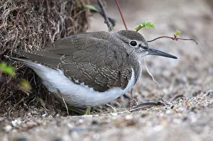 Drucke von Actitis hypoleucos, Sandschreckenammer, Schnepfenvögel, Charadriiformes, Limikolen, Schnepfenvögel, Scolopacidae, Vögel, Wassertreter Verwandte Bilder Drucke: Actitis hypoleucos, Gemeiner Strandläufer.