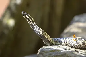 Drucke von Adder (Vipera berus) Viper-Addierer Drucke: Adder (Vipera berus)