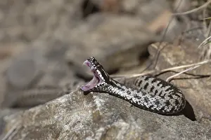 Drucke von Adder (Vipera berus) Viper-Addierer Drucke: Adder (Vipera berus)