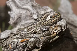 Scaled Reptile Images Drucke: Adder (Vipera berus)
