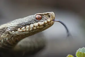 Moorland Wildlife Photography Drucke: Adder (Vipera berus) in the moor