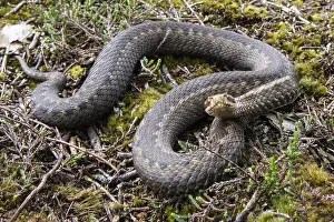 Adder (Vipera berus) im Moor.