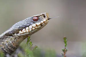 Reptile Conservation Area Drucke: Adder (Vipera berus) in the moor