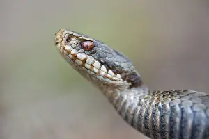 Poisonous Snakes In Europe Drucke: Adder (Vipera berus) in the moor