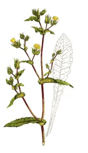 Alternative Medicine Options Drucke: Adderhead bitterweed, Helminthotheca echioides