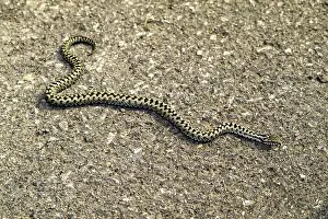 Drucke von Giftschlange, Vipera berus Viper-Addierer Drucke: Giftassel, Vipera berus