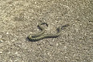 Drucke von Giftassel, Vipera berus Viper-Addierer Drucke: Adder, Vipera berus