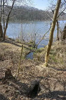 German River Bank Scenery Drucke: Adjusted tree, beaver, bite tracks