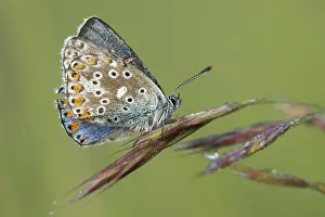 Drucke von Adonis-Bläuling, Himmelblau blau, Lysandra bellargus, Polyommatus bellargus, flog ab, blau, Schmetterlinge Insekten Schmetterling Schmetterlinge Schmetterlinge Adonisröschen Drucke: Adonis-Blau, Himmelblau Blau, Lysandra bellargus
