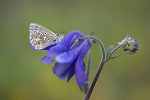 Drucke von Adonis-Bläuling, Himmelblau blau, Lysandra bellargus, Polyommatus bellargus, blau, Schmetterling, Insekten, Schmetterlinge Adonisröschen Drucke: Adonis-Blau, Himmelblau Blau, Lysandra bellargus