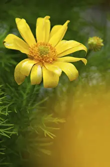 Ranunculaceae Family Drucke: Adonis vernalis, spring adonis florets