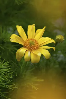 Scandinavian Nature Photography Drucke: Adonis vernalis, spring adonis florets