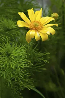 Swedish Flora Drucke: Adonis vernalis, spring adonis florets