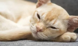 Portrait Of A Cat Drucke: Adorable Birman kitten on the sofa