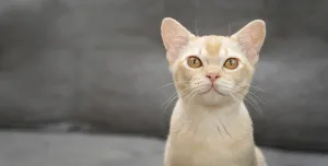 Portrait Of A Kitten Drucke: Adorable Burmese kitten on the sofa