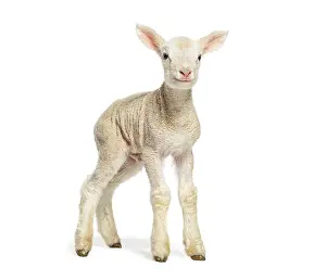 Cute Young Animal Drucke: Adorable lamb standing and looking