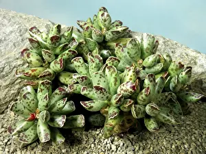 Desert Flowering Plants Drucke: Adromischus cooperi