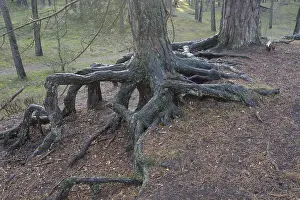 Schweden Drucke: Luftwurzeln in einem Kiefernwald.