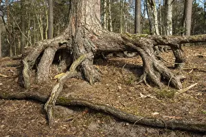 Skane County Sweden Scenery Drucke: Aerial roots in a pine tree forest