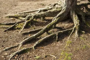 Schweden Drucke: Luftwurzeln in einem Kiefernwald.