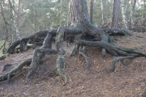 Schweden Drucke: Luftwurzeln in einem Kiefernwald.