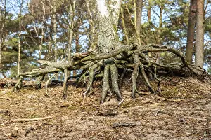 Schweden Drucke: Aerialwurzeln in einem Kiefernwald