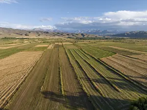 Aerial View Of Cultivated Fields Drucke: Aerial view, Cultivated fields