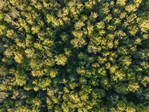 View From Above German Countryside Drucke: Aerial view of endless forests