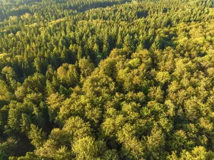 Endless Forest Germany Drucke: Aerial view of endless forests