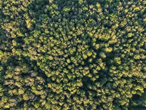High Angle View Of Woods Drucke: Aerial view of endless forests