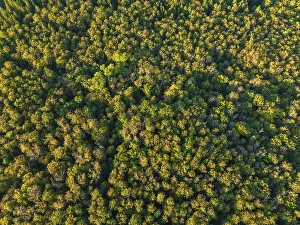 German Countryside Aerials Drucke: Aerial view of endless forests