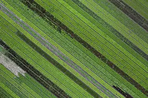 View From Above Agriculture Drucke: Aerial view of rows of plants