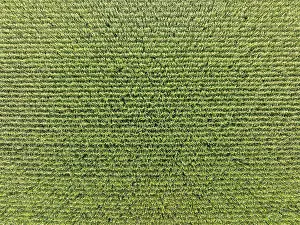 View From Above Farmland Drucke: Aerial view, top view of a maize field