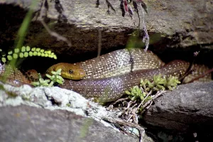 Colubrid Species Drucke: Aesculapian snake
