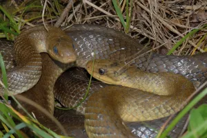 Colubrid Reptile Drucke: Aesculapian snake