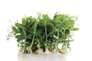Indoor Herb Plant Drucke: Affilla cress