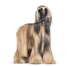 Afghan Hound Drucke: Afghan hound standing against white background