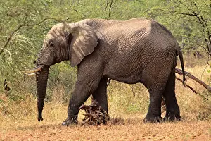 Afrikanische Elefanten (Loxodonta africana)