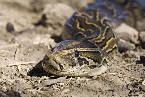 Drucke von Ein afrikanischer Felsnattern (Python sebae) liegt am Boden, Djoudj Nationalpark, Senegal Python Drucke: Afrikanische Felsnatter (Python sebae) auf dem Boden, Djoudj-Nationalpark, Senegal