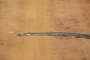 Rwanda Wildlife Photography Drucke: African rock python (Python sebae) on a red sand track
