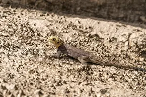 Agamas Drucke: (Agama) auf einem Baumstamm, Cuntaur