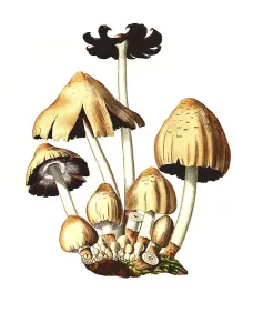 Natural Healing Methods Drucke: Agaricus ovalus, Conocybe subovalis