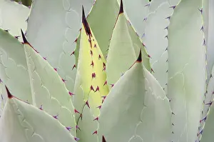 Asparagus Family Plants Drucke: Agave 07