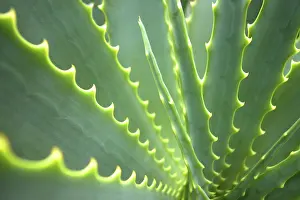 Agave Plant Drucke: Agave