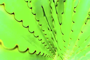 Colorful Vegetation Drucke: Agave