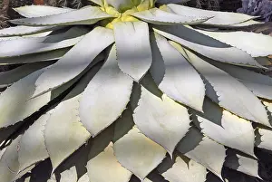 Agave Plant Drucke: Agave