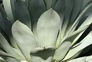 Agave Plant Drucke: Agave (Agave)