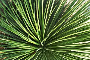 Succulent Plant Drucke: Agave echinioides